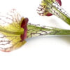 Pitcher-Plant,-Artificial-Sarracenia