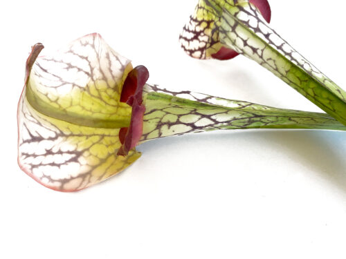 Pitcher-Plant,-Artificial-Sarracenia