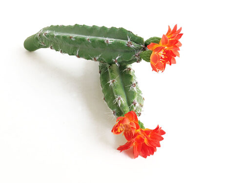 Artificial San Pedro Cactus