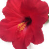 Artificial hibiscus red