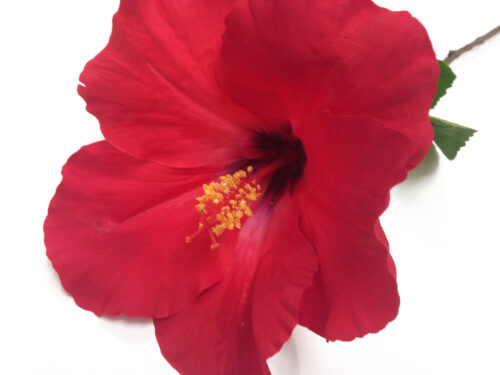 Artificial hibiscus red