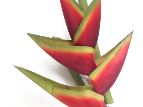 Red Heliconia, Lobster Claw