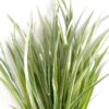 Artificial grass, Miscanthus