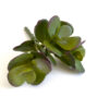 Small Jade Plant, Artificial