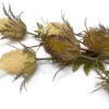Faux Dried Thistle