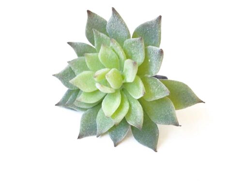 Frosted Echeveria, Artificial