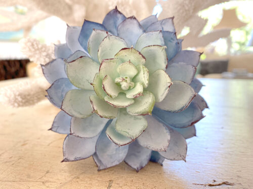 Blue Echeveria, Artificial - Floral Home and Holiday