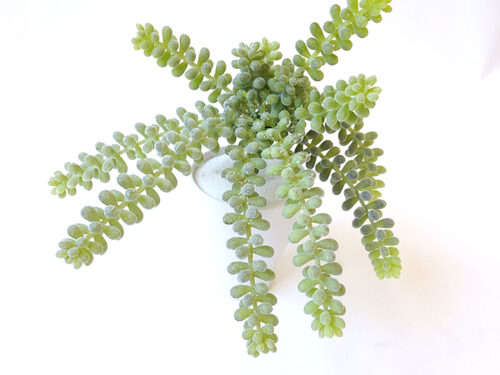 Faux Succulent Donkey Tail
