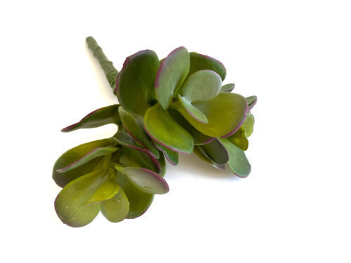 faux-jade-plant