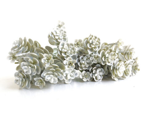 Silver Sedum, Artificial Stonecrop