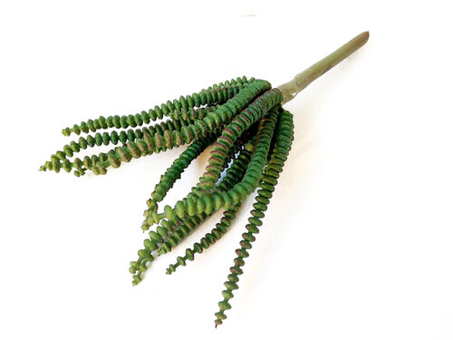 faux-worm-succulent4