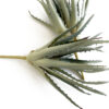 Gray Aloe, Artificial