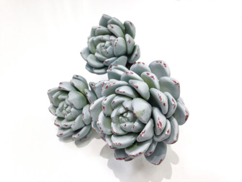 gray-succulent-stem