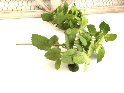 green-mint-stem