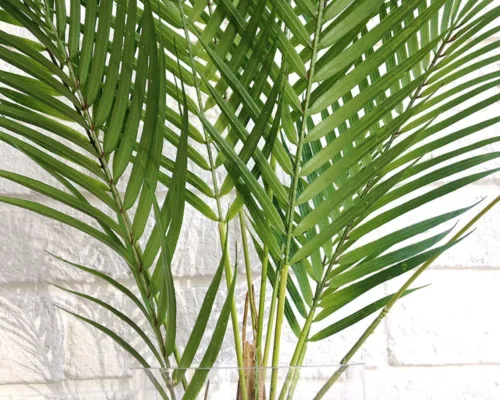 large palm stem.jpg