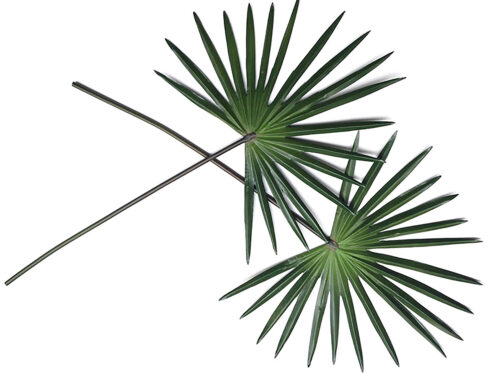 mexican-fan-palm-stems