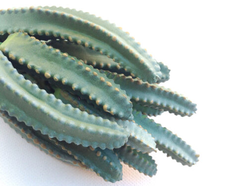 artificial-organ-cactus-stem