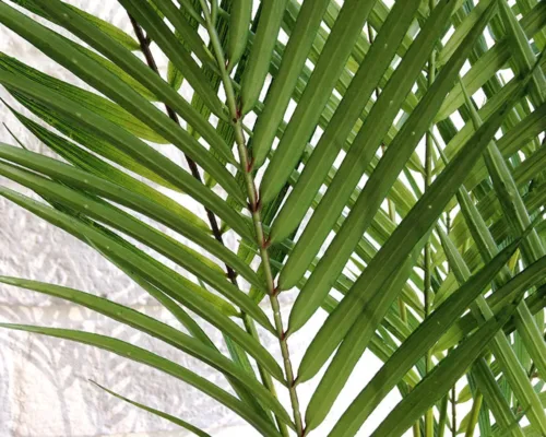 palm stem.jpg