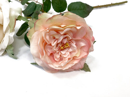pink-david-austin-rose
