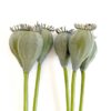 Artificial Poppy Seed Pods