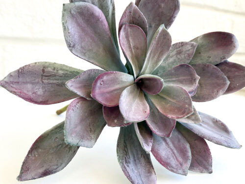 purple-aeonium