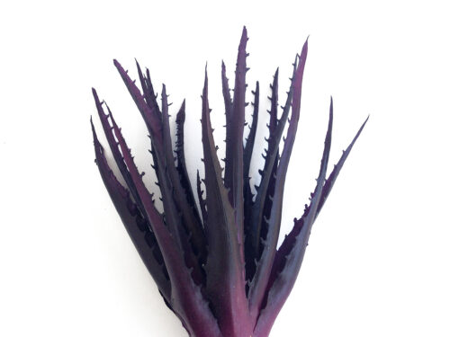 Purple Aloe, Artificial