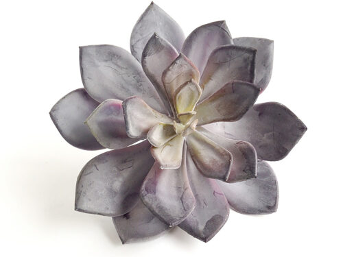purple-echeveria