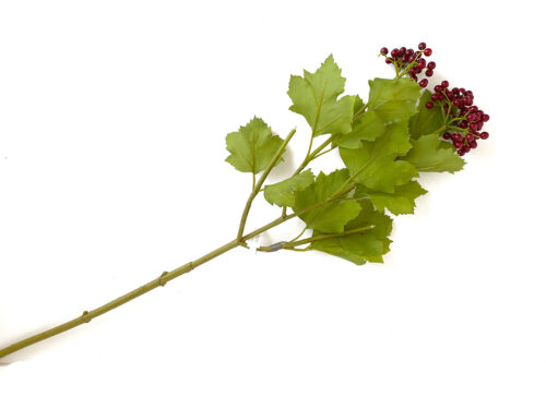 red-viburnum-stem