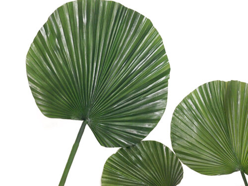 roundleaf fan palm