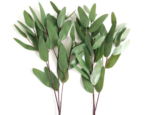 Gray Green Eucalyptus