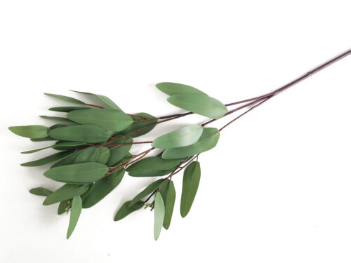 smooth-leaf-eucalyptus