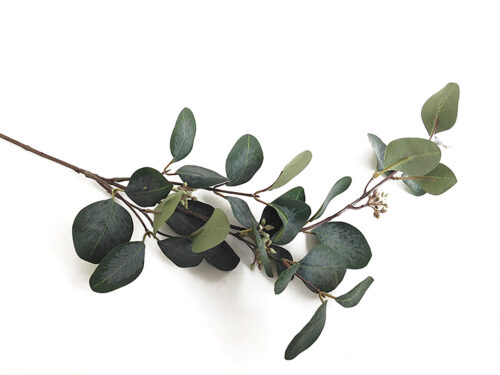 tall-eucalyptus-stem