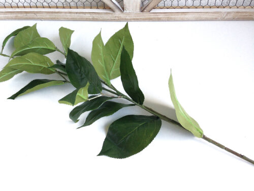 tall-lemon-leaf-stem