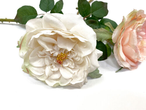 white-david-austin-rose