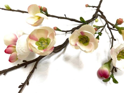 blooming-quince-branch