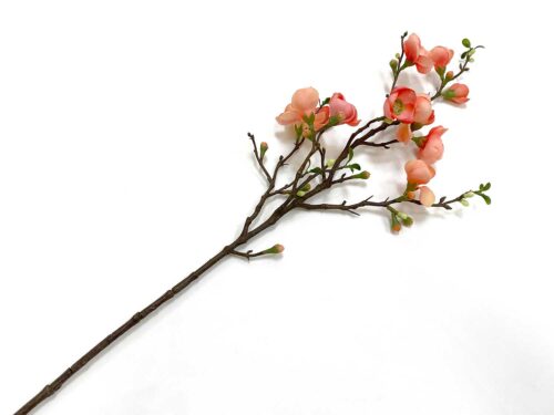 coral-blooming-branch