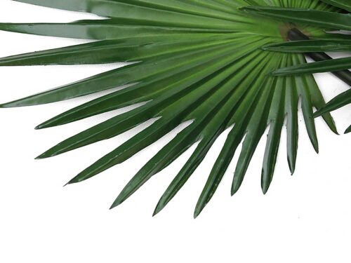 fan-palm-leaves