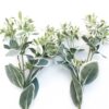 Faux Euphorbia Marginata