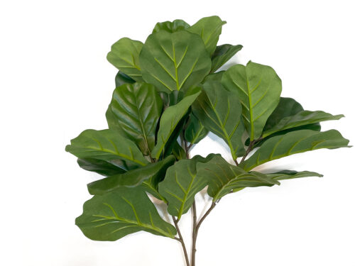 fiddle-leaf-fig-branch