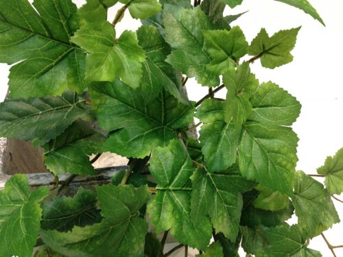 indoor-outdoor-grape-leaf-plant