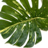 Variegated Philodendron Faux