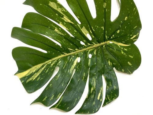 Variegated Philodendron Faux