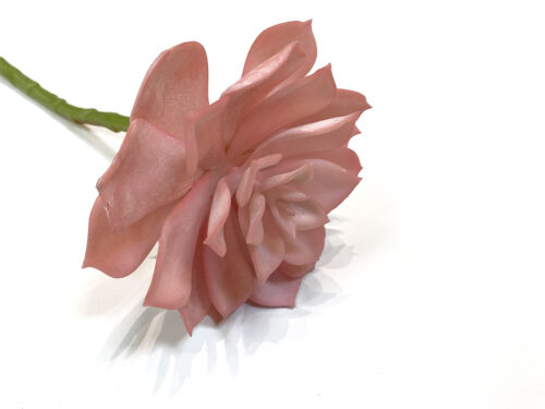 pink-echeveria-stem