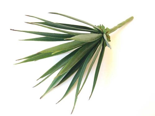 small-artificial-yucca