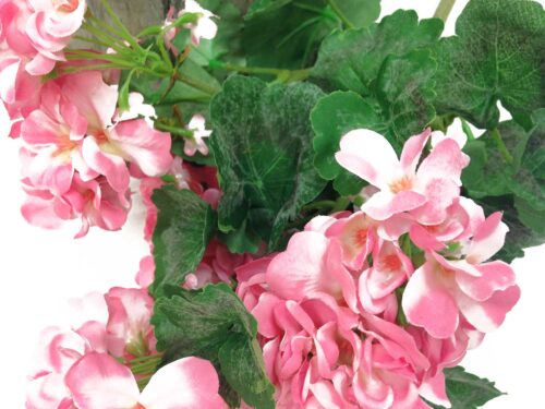 uv-protected-pink-geranium