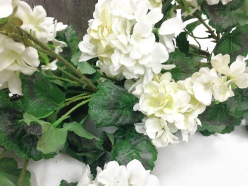 uv-protected-white-geranium
