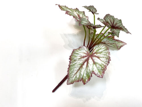 variegated-begonia