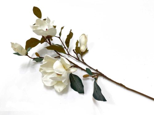 white-magnolia-stem
