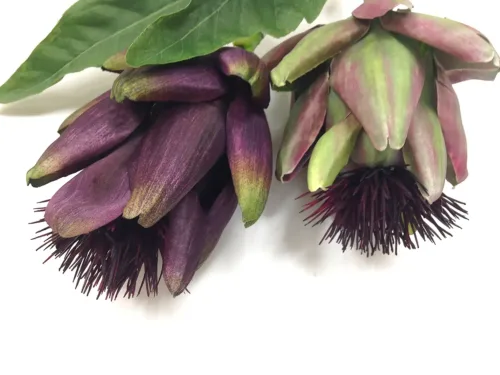 artichoke flowers faux