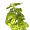 artificial herb green basil